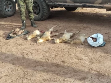 Sorprendieron a varios sanjuaninos cazando liebres en Bermejo Sorprendieron a varios sanjuaninos cazando liebres en Bermejo