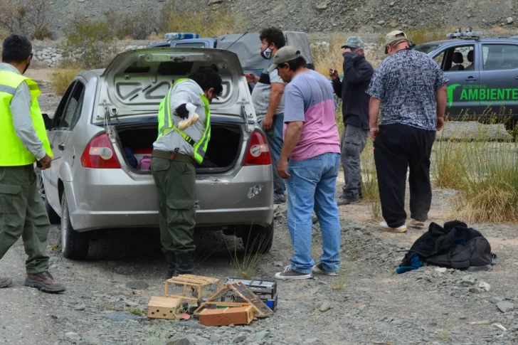 Radiografía de la caza ilegal: la explosión en cuarentena y el benteveo, el más buscado
