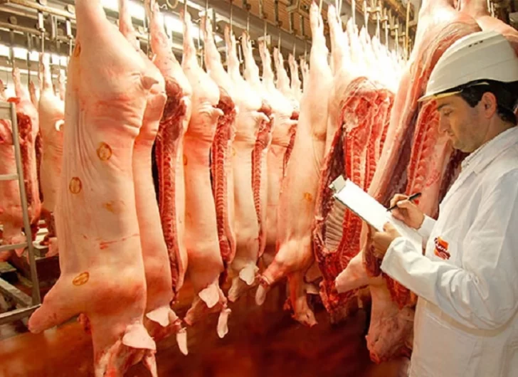 Las exportaciones de carne porcina cayeron 81,9% en el primer semestre del año Las exportaciones de carne porcina cayeron 81,9% en el primer semestre del año