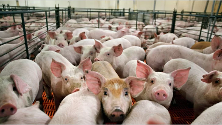 Octubre terminó con récord en precios para el cerdo Octubre terminó con récord en precios para el cerdo