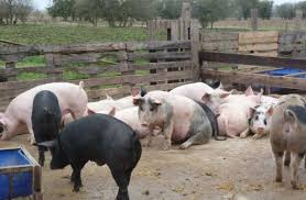 Detectaron 27 casos de triquinosis en localidades de Córdoba Detectaron 27 casos de triquinosis en localidades de Córdoba