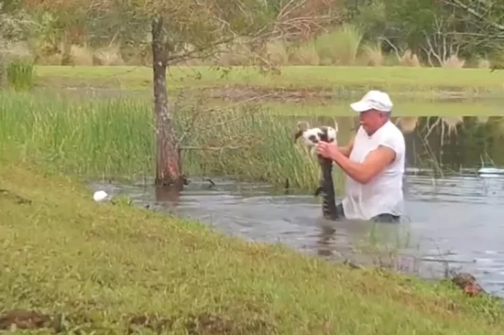 Se metió a un estanque para salvar a un cachorro de las fauces de un caimán