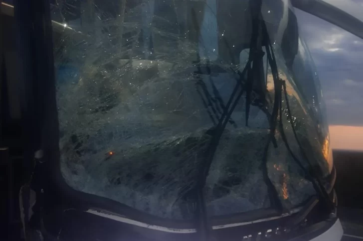 Otra vez animales sueltos: un micro de la Red Tulum chocó con una yegua y un potrillo