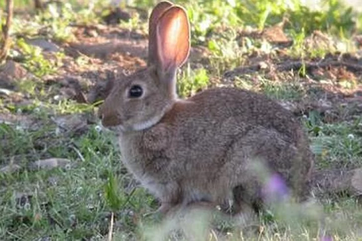 Polémica en Ushuaia porque quieren erradicar los conejos silvestres con gas fosfina