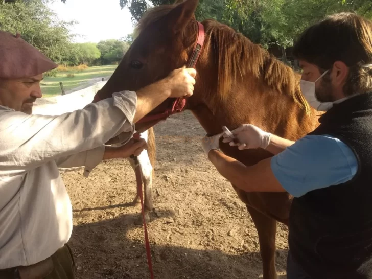 Detectan anemia infecciosa en caballos de campos de Buenos Aires