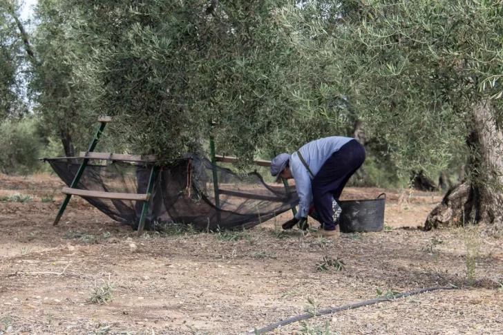 Trabajo esclavo: hay dos detenidos por el caso de la salteña “secuestrada”