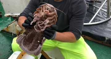 Científicos encontraron una nueva especie de “cucaracha marina” Científicos encontraron una nueva especie de “cucaracha marina”