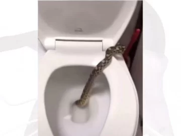 Tremendo hallazgo: fue al baño y salió una culebra del inodoro Tremendo hallazgo: fue al baño y salió una culebra del inodoro