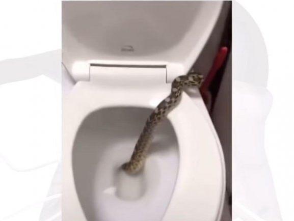 Tremendo hallazgo: fue al baño y salió una culebra del inodoro Tremendo hallazgo: fue al baño y salió una culebra del inodoro