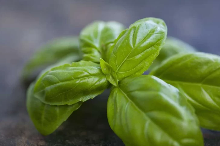 La aromática que todos usamos y contiene importantes propiedades para la salud