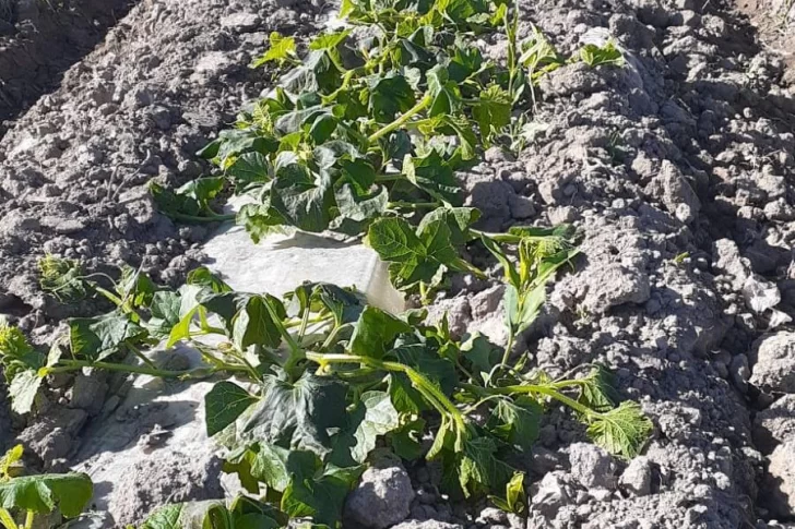 Helada inesperada causó destrozos en chacras, viñedos, melón y tomates