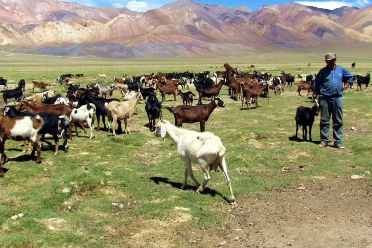 Piden más control para evitar el ingreso de ganado chileno a valles calingastinos