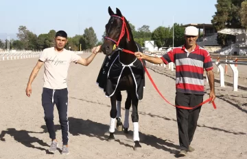 Un caballo que pinta para crack
