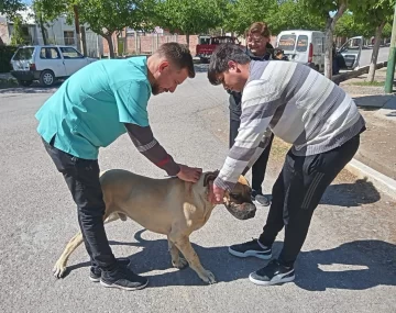 Vacunación de mascotas a domicilio en Ullum
