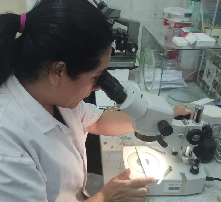 Controlan criaderos de mosquitos en busca de evitar casos de dengue
