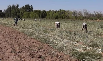 Chacras: dicen que con la segunda ola de calor perdieron la ganancia