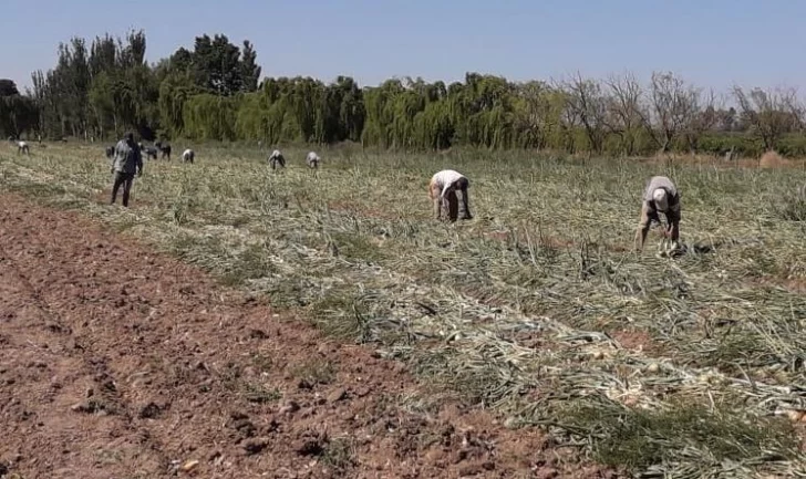 Chacras: dicen que con la segunda ola de calor perdieron la ganancia