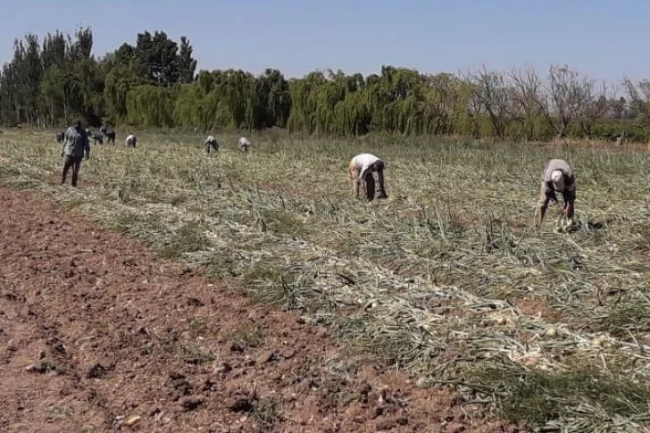 Chacras: dicen que con la segunda ola de calor perdieron la ganancia