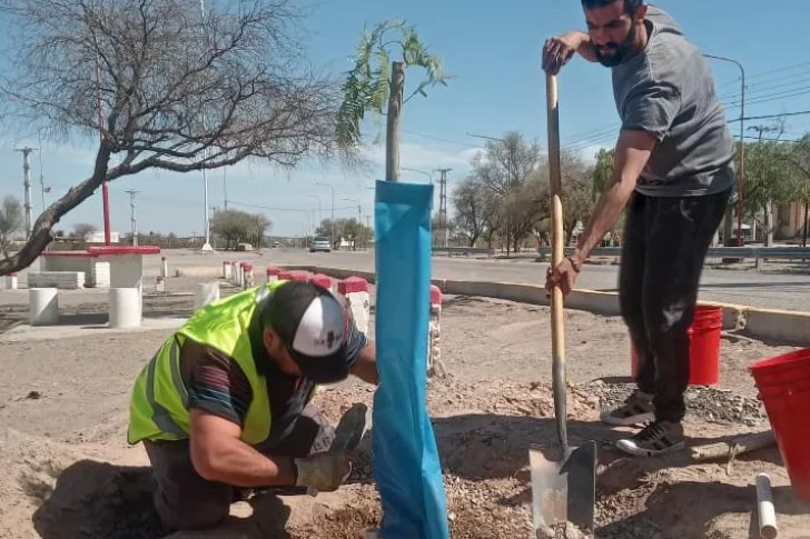 En la Difunta Correa relevan árboles, plantan otros y optimizan el riego