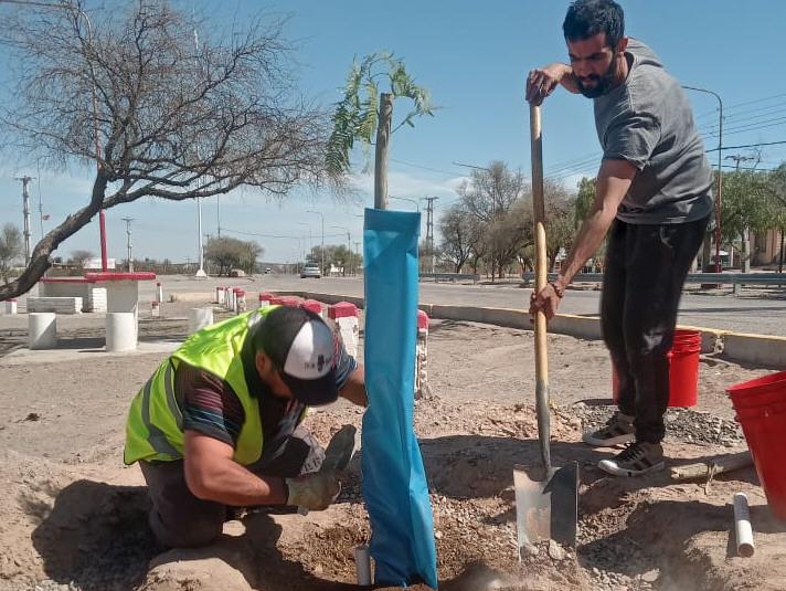 En la Difunta Correa relevan árboles, plantan otros y optimizan el riego