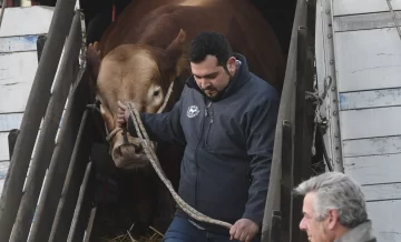 Rural: un toro privilegiado