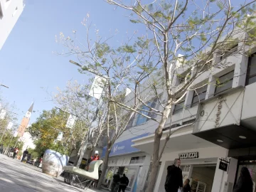 Peatonal: denuncian que se seca el arbolado y el municipio lo desmiente Peatonal: denuncian que se seca el arbolado y el municipio lo desmiente