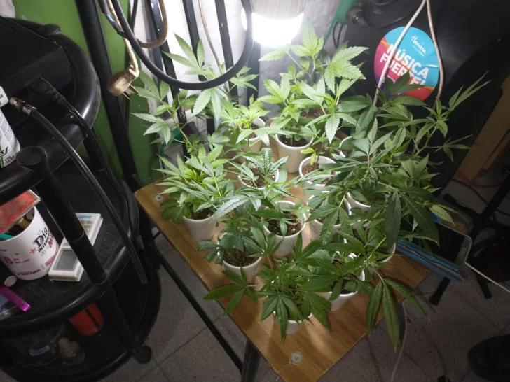 Buscaban un celular robado y se toparon con un vivero de marihuana en una casa Buscaban un celular robado y se toparon con un vivero de marihuana en una casa
