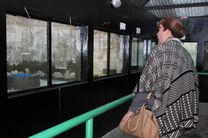 El Faunístico volverá a abrir y estrenará un reptilario para mostrar a los visitantes