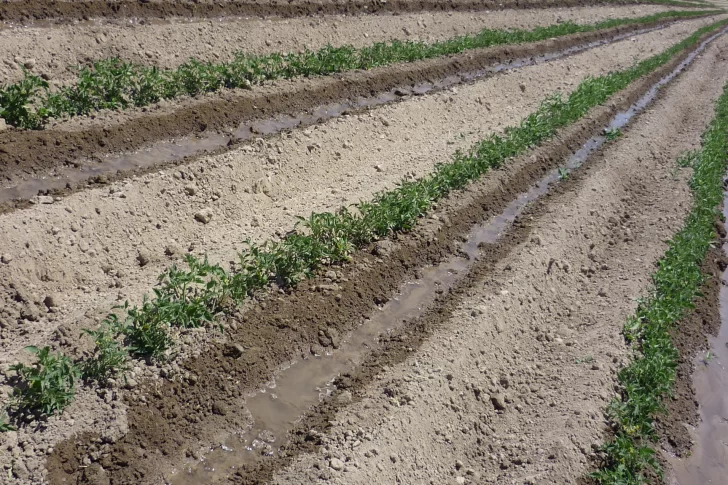 Chacareros dicen que por falta de agua pueden afectarse el 40% de los cultivos