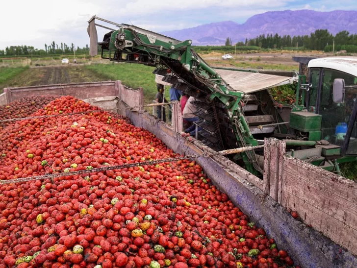 Tomate para industria: por la sequía y el clima cayó un 9% el rendimiento Tomate para industria: por la sequía y el clima cayó un 9% el rendimiento