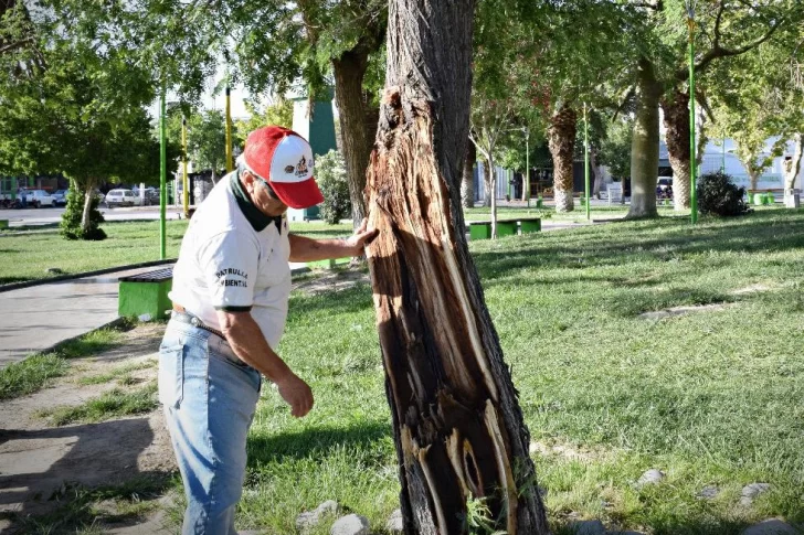 En Pocito salieron a proteger los árboles desgarrados para evitar que se infecten