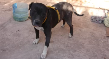 “El 70% de las agresiones que atiendo, involucran un pitbull”
