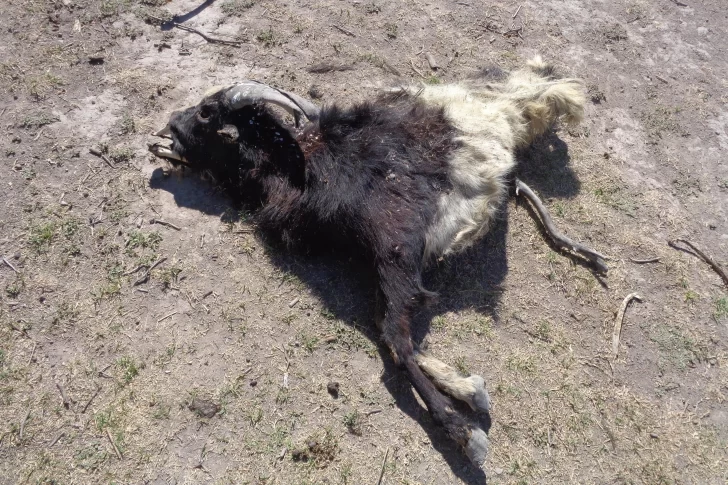 Los laguneros huarpes atraviesan la peor crisis de los últimos 15 años