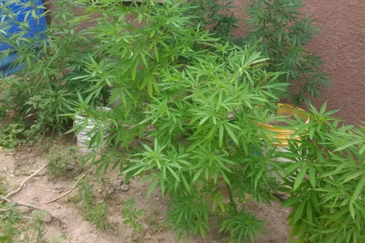 Perseguían a un sujeto por hacer disturbios y hallaron más de 100 plantas de marihuana