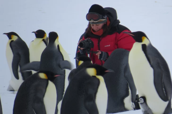 El cambio climático afecta a unos pingüinos en la Antártida