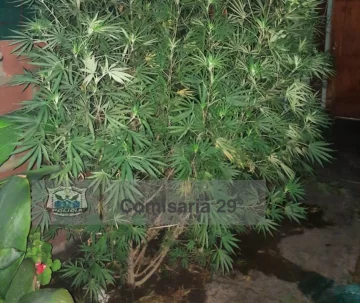 Hallan 2 plantas de marihuana Hallan 2 plantas de marihuana