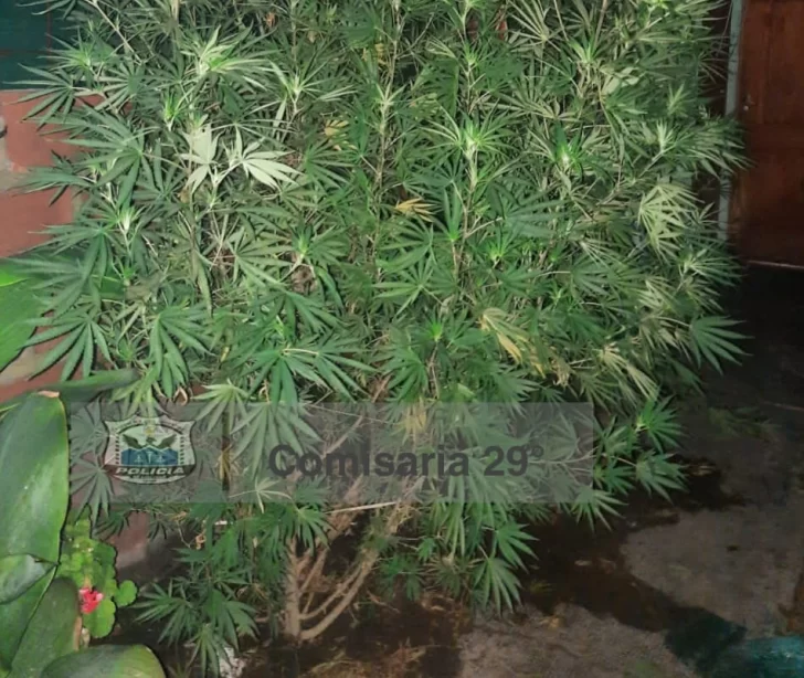 Hallan 2 plantas de marihuana Hallan 2 plantas de marihuana