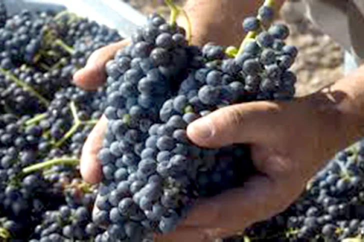 Elevan al 85% el porcentaje de uvas tintas para los vinos