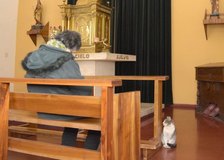 Michi, la mascota que tiene la Catedral