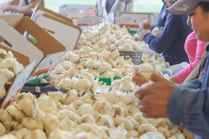 Creció la superficie cultivada con ajo, pero preocupa el aumento del costo de los fletes