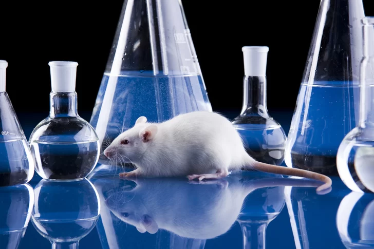 Prueban en ratones una combinación de remedios contra un tipo de cáncer