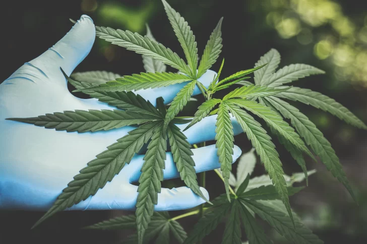 Cannabis medicinal: salen a buscar las 39 variedades de semilla para la investigación