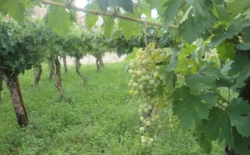 Se alcanzaron las “horas frío” que precisa la mayoría de los cultivos Se alcanzaron las “horas frío” que precisa la mayoría de los cultivos