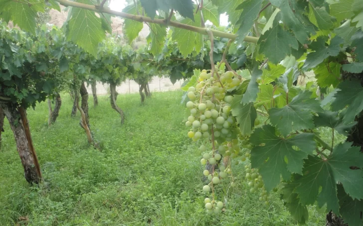 Se alcanzaron las “horas frío” que precisa la mayoría de los cultivos Se alcanzaron las “horas frío” que precisa la mayoría de los cultivos