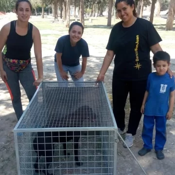 Adaptaron una jaula para llevar a las esterilizaciones Adaptaron una jaula para llevar a las esterilizaciones