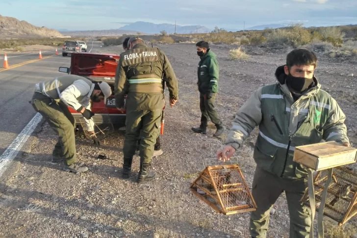 En lo que va del año hubo más ataques a la flora y la fauna que en todo 2019