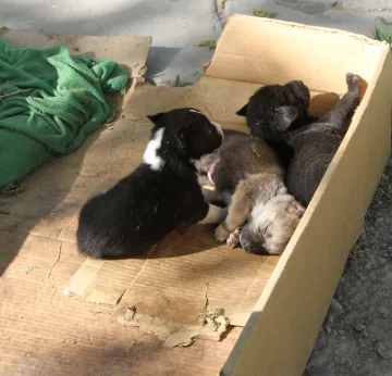 La ley de tenencia de mascotas se aplicará de a poco, para “concientizar” La ley de tenencia de mascotas se aplicará de a poco, para “concientizar”