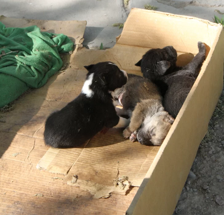 La ley de tenencia de mascotas se aplicará de a poco, para “concientizar” La ley de tenencia de mascotas se aplicará de a poco, para “concientizar”