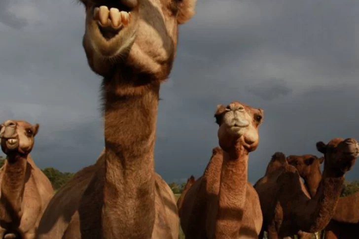 Sacrifican hasta 10.000 camellos