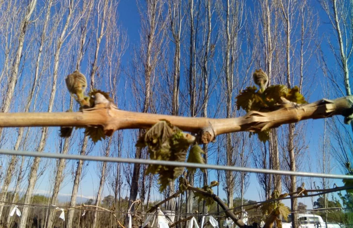 Creció el 42,6% la cantidad de horas de frío en el agro en los últimos tres años